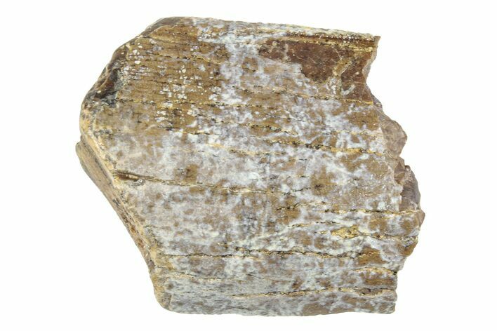 Fossil Tyrannosaurus (T-Rex) Tooth Section - Wyoming #263915